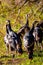 Flock of Wisconsin wild turkeys meleagris gallopavo in autumn