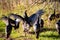 Flock of Wisconsin wild turkeys meleagris gallopavo in autumn