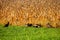 Flock of Wisconsin wild turkeys meleagris gallopavo next to a cornfield