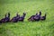 Flock of Wisconsin wild turkeys meleagris gallopavo in October