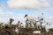 Flock of wood storks on a large tree