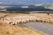 Flock of wool sheep crossing country road