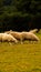 Flock of Woolly Sheep on a Countryside Farm