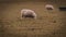 Flock of Woolly Sheep on a Countryside Farm