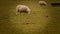 Flock of Woolly Sheep on a Countryside Farm