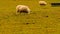 Flock of Woolly Sheep on a Countryside Farm