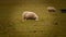 Flock of Woolly Sheep on a Countryside Farm