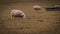 Flock of Woolly Sheep on a Countryside Farm