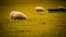 Flock of Woolly Sheep on a Countryside Farm