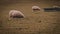 Flock of Woolly Sheep on a Countryside Farm