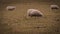 Flock of Woolly Sheep on a Countryside Farm