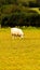 Flock of Woolly Sheep on a Countryside Farm