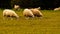 Flock of Woolly Sheep on a Countryside Farm