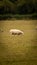 Flock of Woolly Sheep on a Countryside Farm