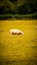 Flock of Woolly Sheep on a Countryside Farm