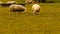 Flock of Woolly Sheep on a Countryside Farm