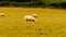 Flock of Woolly Sheep on a Countryside Farm