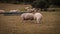 Flock of Woolly Sheep on a Countryside Farm