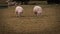 Flock of Woolly Sheep on a Countryside Farm