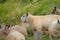 Flock of woolly sheep grazing by the riverside.