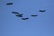 Flock of Wreathed Hornbill, Rhyticeros undulatus flying against clear blue sky