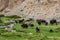 Flock of Yaks in Ladakh, India