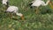 Flock of yellow billed stork attract food by tapping ground in masai mara game reserve