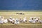 Flock of Yellow billed stork, Lake Manyara, Tanzania