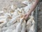 Flock of yellow white young ducks at the farm.