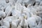 Flock of yellow white young ducks at the farm.