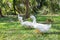 Flock of Yi Liang ducks the body is white and yellow platypuses which they are eating their food while walk in the green garden