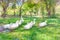 Flock of  Yi Liang ducks, the body is white and yellow platypuses which they are eating their food while walk in the green garden