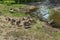 A flock of young domesticated goslings with gray plumage resting on the shore of a pond. Waterfowl birds brush their feathers near