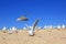 Flock of young noisy seagulls catching food