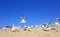 A flock of young seagulls over seashore
