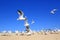 Flock of young seagulls over snady seashore