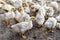 A flock of young white geese, clean the feathers on the background of nature