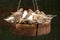 Flock of Zebra Finches on a hanging seed feeder