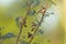 Flock of Zebra Finches perched in a bush