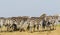 Flock of zebras on the African savanna