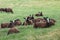 Flock of Zwartbles sheep at Conistone in the Yorkshire Dales Nat