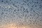 Flocking behavior of Starlings Birds in Bikaner