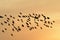 FLOCKING BIRDS IN EVENING SKY BIKANER