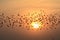 FLOCKING BIRDS IN EVENING SKY BIKANER rajasthan