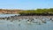 Flocks of Blue footed Booby`s dive for fish in the Ithabaca Canal, off Isla Santa Cruz in the Galapagos Islands