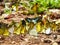 Flocks of butterflies live in the forest, soft focus image.