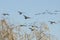 Flocks of Canada Geese Coming In For Landing in the Wetlands