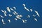 Flocks of cattle egrets in flight
