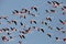 Flocks of Greater Flamingos in flight at Aker creek, Bahrain