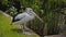 Flocks of large Australian pelicans in the water fishing in their usual habitat